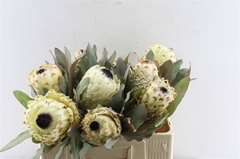 Protea Magnifica Ice Queen 50cm