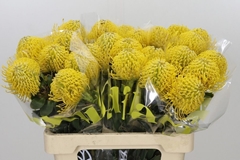 Leucospermum Ayoba Yellow 60cm