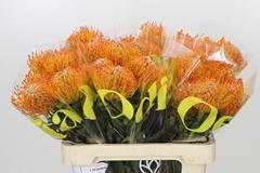 Leucospermum Ayoba Sun 60cm