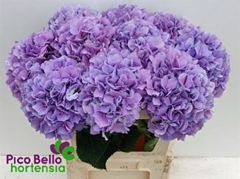 Hydrangea Royal Benefit 80cm 19-21cm Hd