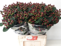 Hypericum Coco Montana 60cm