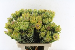 Leucadendron Nervosum 60cm