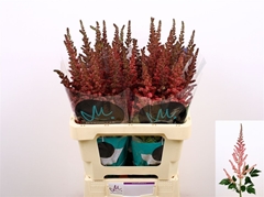 Astilbe Vision In Pink 65cm