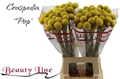 Craspedia Paintball Pop 65cm