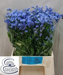Myosotis Alpestris Blue Memory 40cm