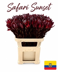 Leucadendron Safari Sunset 80cm
