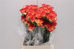 Dianthus Single Zenit 75cm