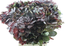 Cotinus Coggygria Royal Purple 70cm