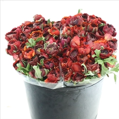 Ranunculus Elegance Violet 35cm 30gr.