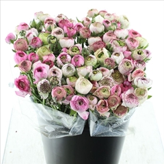 Ranunculus Elegance Pink Stripes 40cm 50gr.