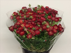 Ranunculus Elegance Red 35cm 30gr.