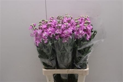 Matthiola Iron Rose