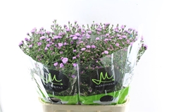 Aster Double Date Pink 80cm 25gr.