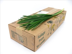 Ophiopogon Jaburan T-Grass Per Bunch 50cm