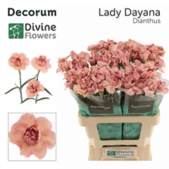 Dianthus Single Lady Dayana 60cm