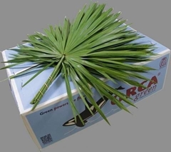 Palmleave 65cm