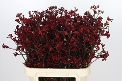 Anigozanthos Flavidus Bush Ruby 80cm