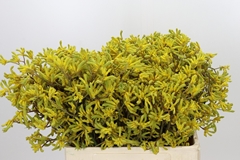 Anigozanthos Flavidus Bush Down 60cm