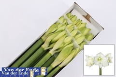 Hippeastrum Mont Blanc 75cm
