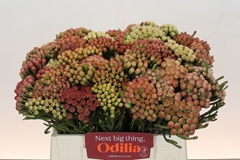 Brunia Laevis Red 40cm