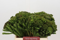 Brunia Albiflora 40cm