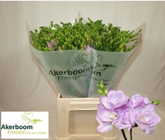 Freesia Double Romantic Lavender 50cm 20gr.