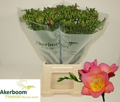 Freesia Single Wonderful Pink 50cm 20gr.