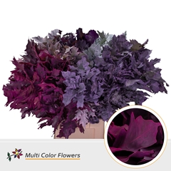 Quercus Rubra Painted Frosted Mix 80cm