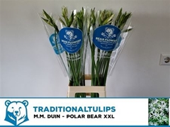 Nerine Bowdenii Polar Bear 80cm