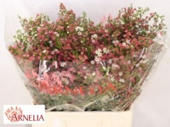 Chamelaucium My Sweet Sixteen 65cm 110gr.
