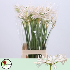 Nerine Bowdenii Jolene 75cm