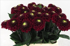 Dahlia Black Fox 60cm