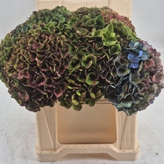 Hydrangea Charlotte 35cm 13-15cm Hd