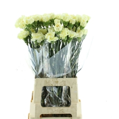 Dianthus Single Halo 70cm