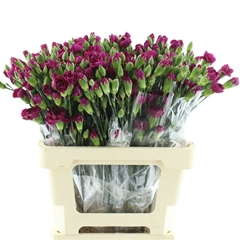 Dianthus Spray Purple Spectro 65cm