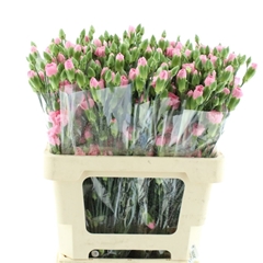 Dianthus Spray Nathalie 65cm
