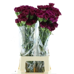 Dianthus Single Yukari Violet 70cm