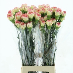 Dianthus Single Ali Baba 70cm