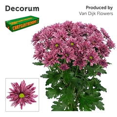 Chrysanth Spray Stellini 70cm 85gr.