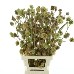 Glycyrrhiza Yunnanensis Licorice 80cm