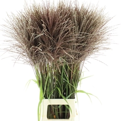 Miscanthus Malepartus 100cm