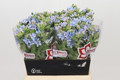 Oxypetalum Tweedia Blue 45cm