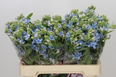 Oxypetalum Tweedia Blue 60cm