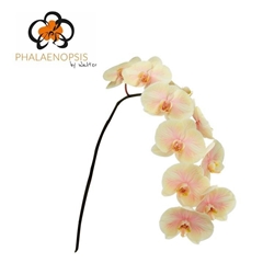 Phalaenopsis Painted Sunrise 80cm 10+