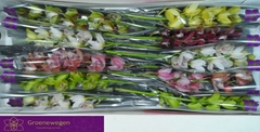Cymbidium Mini Mix 60cm
