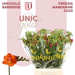 Freesia Double Mandarine 50cm 20gr.