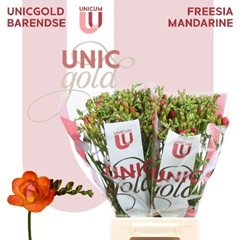 Freesia Double Mandarine 50cm 20gr.