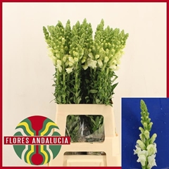 Antirrhinum Potomac Early White 70cm