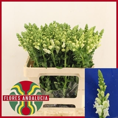 Antirrhinum Potomac Early White 60cm