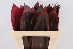 Cordyline Purple Compacta 65cm